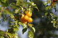 Yellow Plum Tree (Prunus domestica) - Live Rooted Bareroot Tree up to 2ft, Golden Sweet Plums