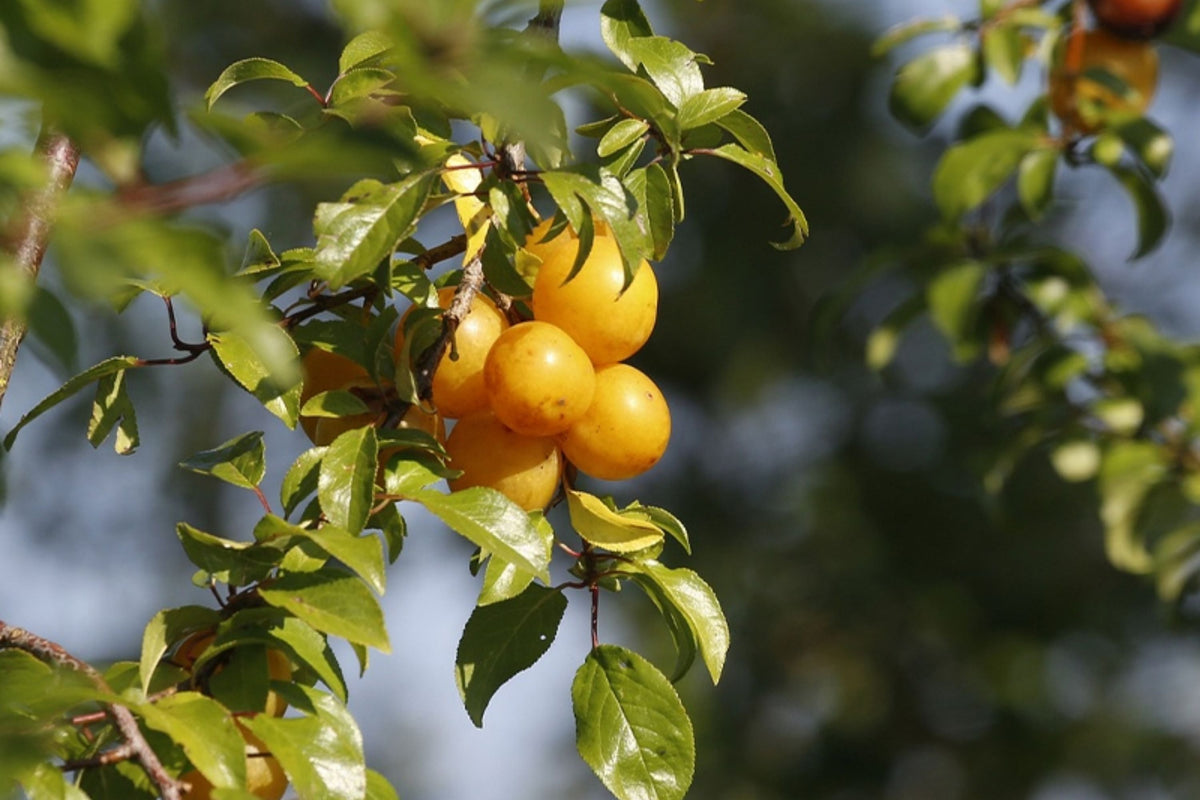 Yellow Plum Tree (Prunus domestica) - Live Rooted Bareroot Tree up to 2ft, Golden Sweet Plums