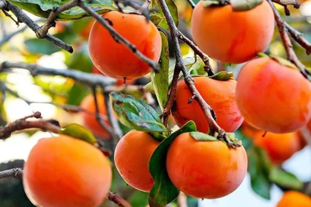 Eureka Persimmon Tree (Diospyros kaki) – 1 Live Starter Plant Up to 2 ft tall