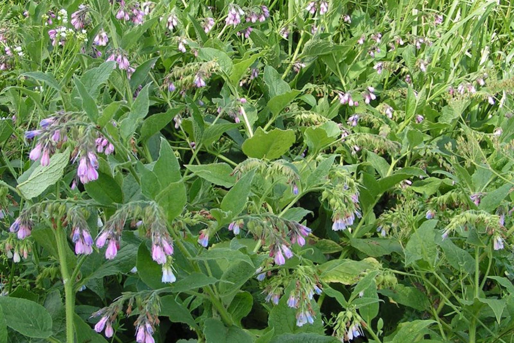 Comfrey Bocking 14 (Symphytum × uplandicum) Root Cutting Bare Root - Organic Medicinal Herb