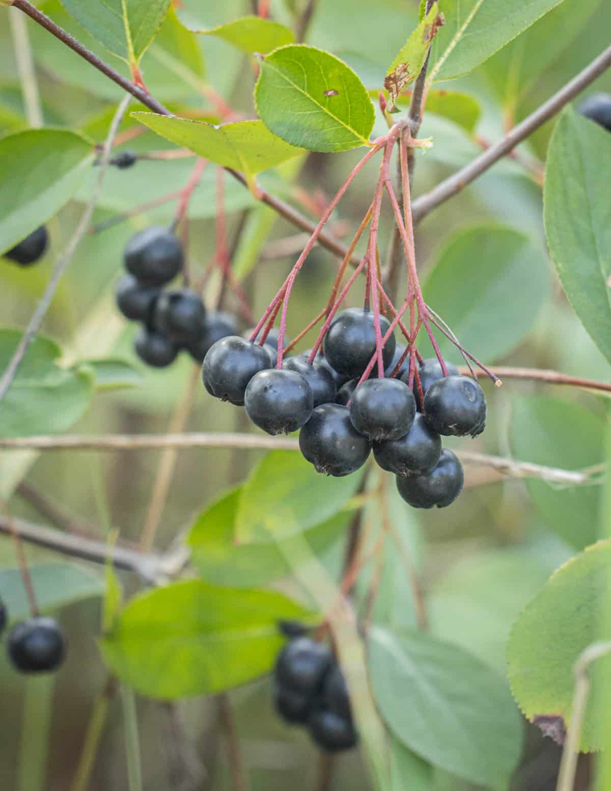 Black Chokeberry Plant (Aronia melanocarpa) Bare Root - 2 ft Tall, Edible Berries, Wildlife & Native Shrub