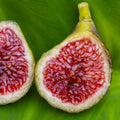 Blava Campanera Fig Cutting (Unrooted) 8+" | Ficus carica Rare Spanish Variety for Propagation