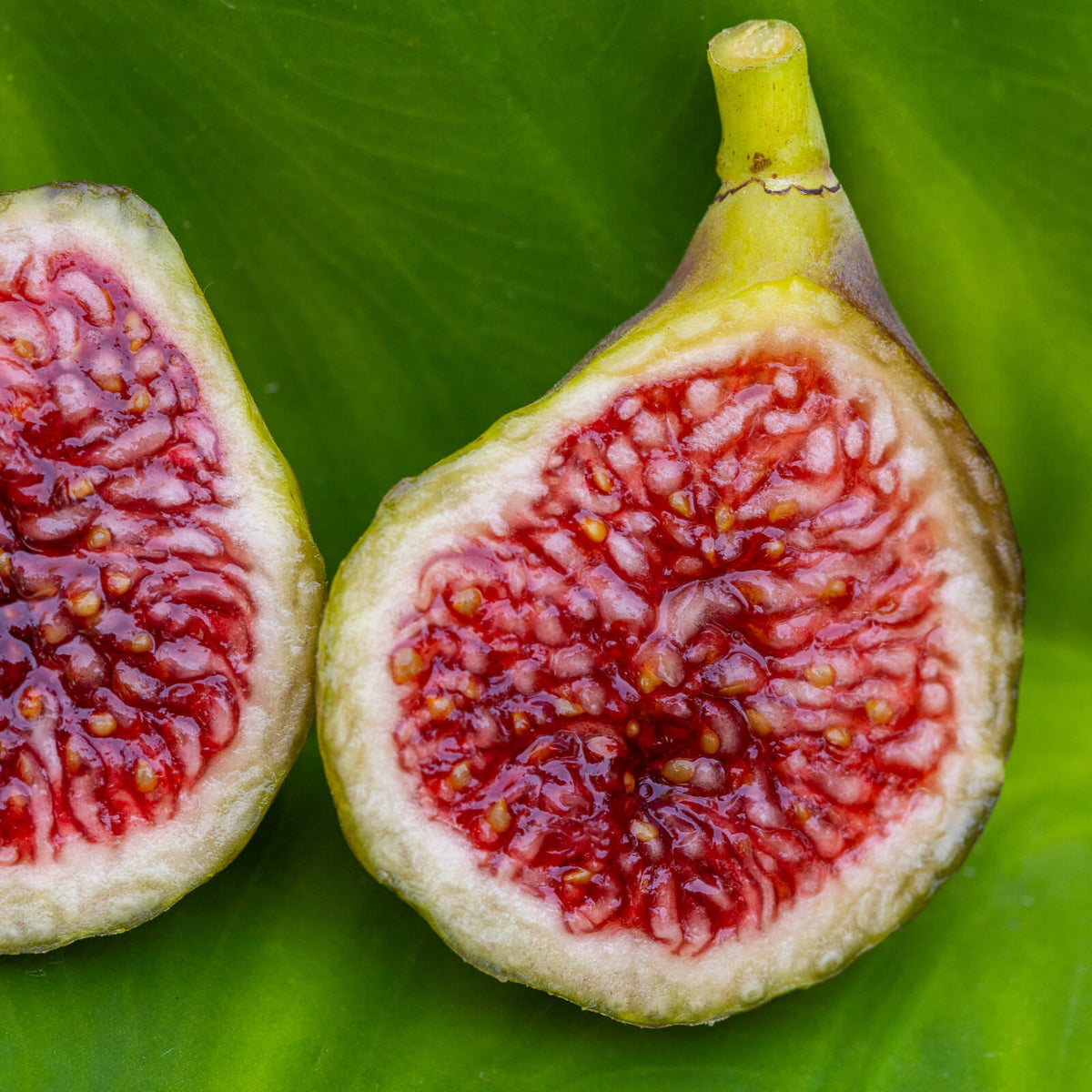 Blava Campanera Fig Cutting (Unrooted) 8+" | Ficus carica Rare Spanish Variety for Propagation