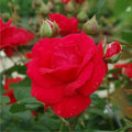 Climbing Blaze Rose Cuttings (3) – Rosa ‘Blaze’ | Unrooted Red Climbing Rose Cuttings for Rooting or Grafting