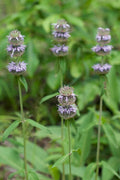 Blephilia ciliata (Downy Wood Mint) Seeds — 300 Seeds, Native Perennial Wildflower