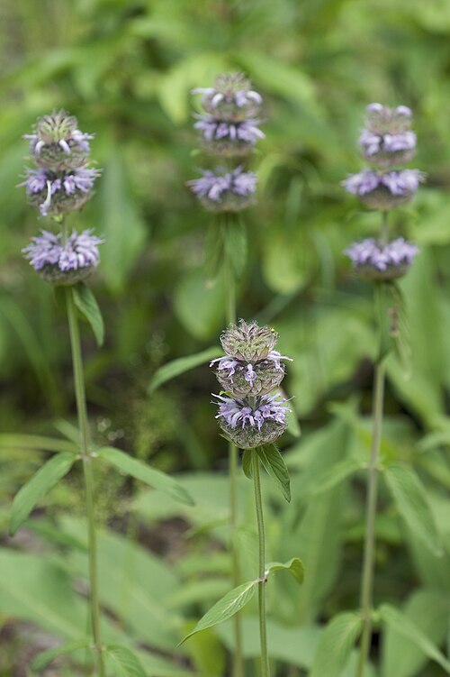 Blephilia ciliata (Downy Wood Mint) Seeds — 300 Seeds, Native Perennial Wildflower
