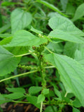 Boehmeria cylindrica Seeds – Smallspike False Nettle (100 Seeds) Native Wetland Plant