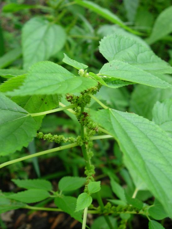 Boehmeria cylindrica Seeds – Smallspike False Nettle (100 Seeds) Native Wetland Plant