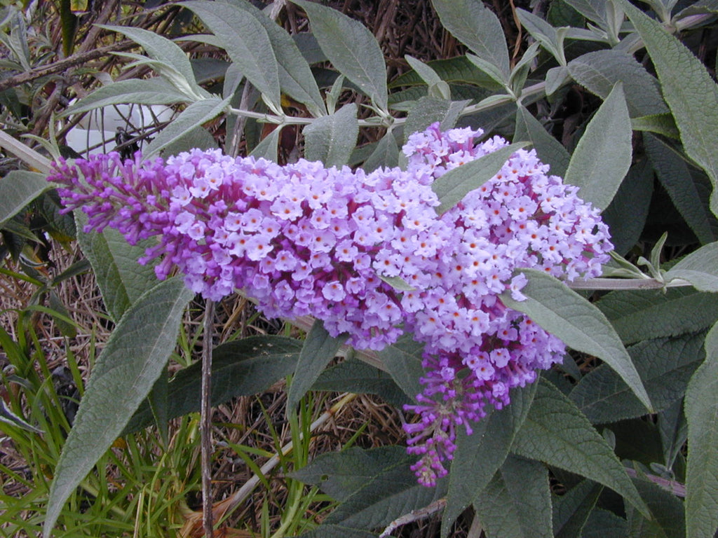 Buddleja davidii Cuttings - 7 Unrooted, 6" Long, Purple Butterfly Bush