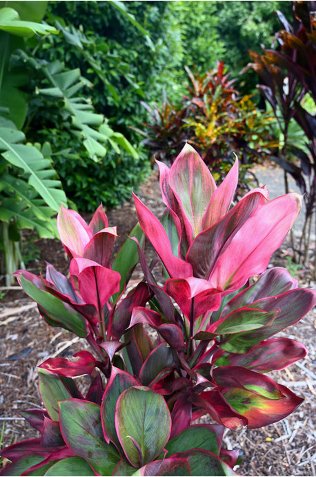 6 Hawaiian Ti Leaf Cuttings – Cordyline fruticosa Hybrids, Unrooted Starter Logs (6-Inch) – Green, Red & Pink