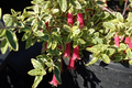 Correa Wyn’s Wonder Variegated Australian Fuchsia - 1 Gallon Live Plant
