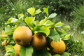 Shinko Asian Pear Tree 8-9 Ft Live Plant Pyrus pyrifolia – Fruit Producing Orchard Tree