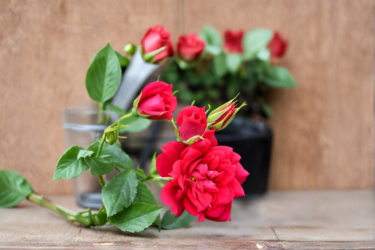 Beauty Secret Red Miniature Rose 2 Gal Live Plant - Compact, Full Sun
