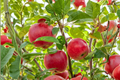 Gala Apple Tree - 4-5 ft Live 5 Gallon Pot Malus domestica Gala
