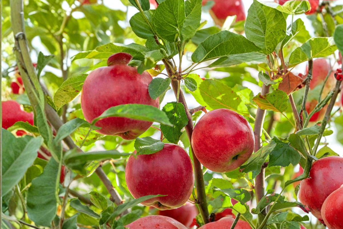 Ambrosia Apple Tree - 4-6 ft Live Fruit Tree, Red/Yellow Sweet Crisp Apples