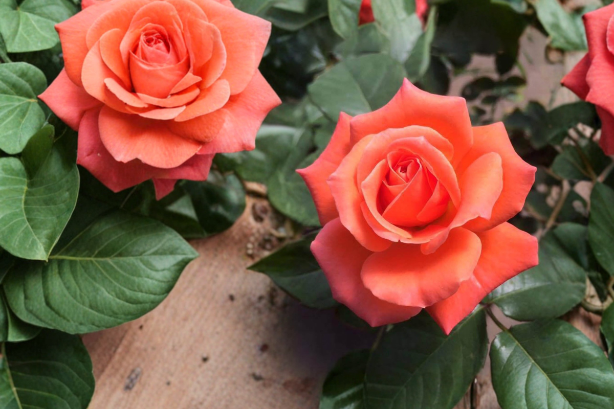 Tropicana Rose Bush (Rosa Tropicana) – 2 Gallon Live Orange Hybrid Tea Rose