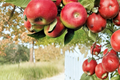 McIntosh Apple Tree - 5 Gallon Live Fruit Tree Malus domestica (Full Sun, Well-Drained Soil)