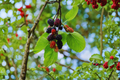 Fruitless Mulberry Tree Morus alba 8-9 ft Live Shade Tree