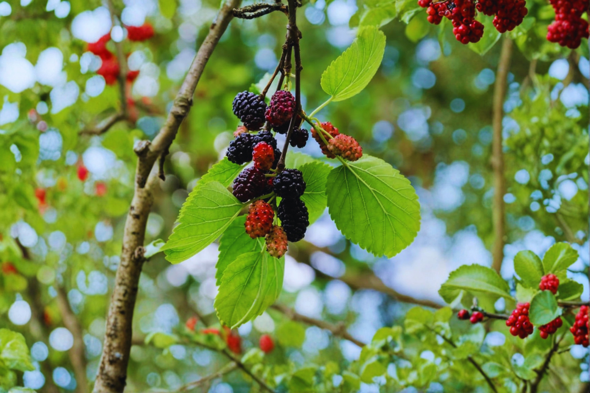 Fruitless Mulberry Tree 8-9 ft Live Plant - Morus alba Fruitless Variety
