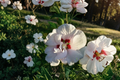 Rose of Sharon Hibiscus syriacus - Double White Flowering Shrub, 3 Gal Live Plant