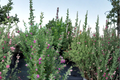 Purple Texas Sage (Leucophyllum frutescens) - 2-3 ft Live Evergreen Shrub