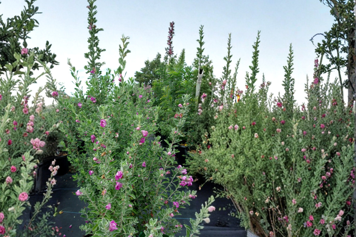 Purple Texas Sage (Leucophyllum frutescens) - 2-3 ft Live Evergreen Shrub