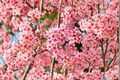 Okame Flowering Cherry Tree Prunus × incam 4–6 ft Live Plant