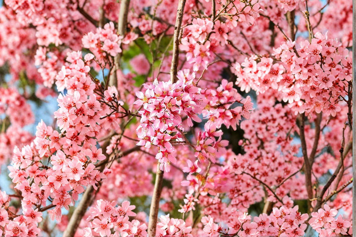Okame Flowering Cherry Tree Prunus × incam 4–6 ft Live Plant