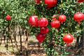 Dwarf Pomegranate Tree 3 Gal Live Plant Punica granatum Compact Fruit Tree