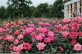 Pink Double Knock Out Rose 3 Gal Live Plant - Rosa Flowering Shrub