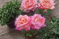 Broadway Hybrid Tea Rose - 5 Gallon Live Plant (Yellow Pink Blooms)