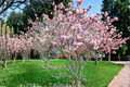 Pink Japanese Magnolia Magnolia liliiflora Tree 4-5 ft - 5 Gal