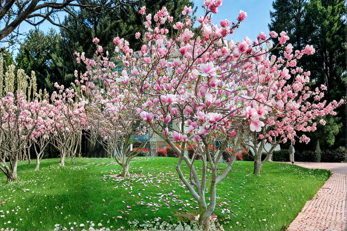 Pink Japanese Magnolia Magnolia liliiflora Tree 4-5 ft - 5 Gal