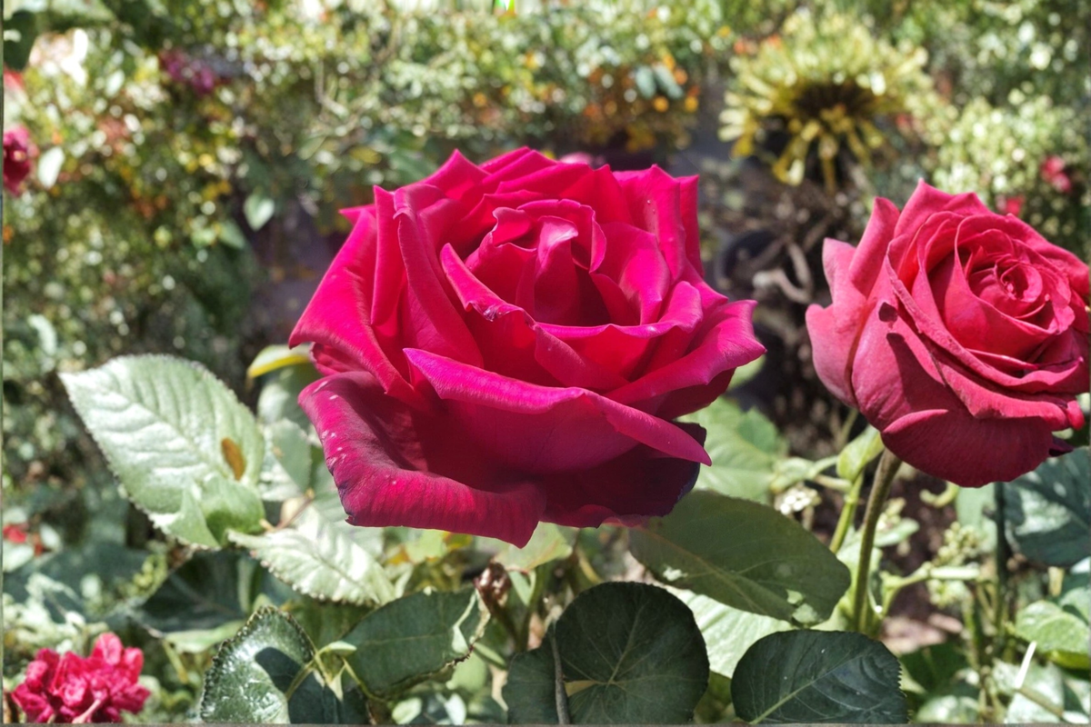 Traviata Red Hybrid Tea Rose 5 Gal Live Plant - Fragrant Red Double Bloom Rose Bush