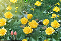 St. Tropez Floribunda Rose Plant 2 Gal – Peach-Orange Blooming Live Bush