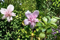 Double Pink Rose of Sharon Hibiscus syriacus 3 Gal Live Plant