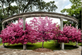 Robinson Flowering Crabapple Tree 4-6 ft - Pink Bloom Malus Ornamental Tree