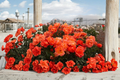 Impatient Floribunda Rose Plant 1 Gal - Orange-Red Blooms, 1 Gallon Live Plant