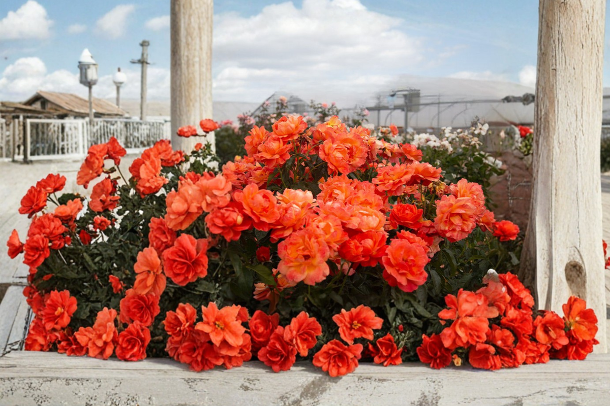 Impatient Floribunda Rose Plant 1 Gal - Orange-Red Blooms, 1 Gallon Live Plant