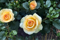 Gold Medal Grandiflora Rose Plant 5 Gal – Yellow-Orange Blooms Live Plant