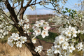 Aristocrat Flowering Pear Tree 5 Gal – White Spring Blossoms, Ornamental Pyrus calleryana