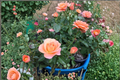 New Year Grandiflora Rose Plant 5 Gal - Live Orange Rose Bush for Landscaping