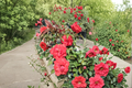High Society Climbing Rose - 2 Gal Live Plant, Deep Pink Blooms, Climbing Rose for Trellis