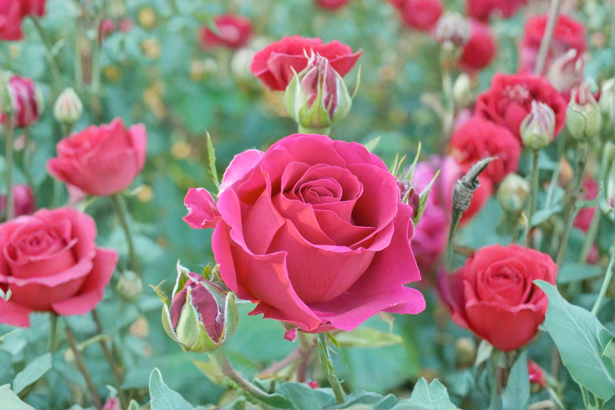 Voluptuous Rose - Hybrid Tea 5 Gal Live Plant, Deep Pink Blooms