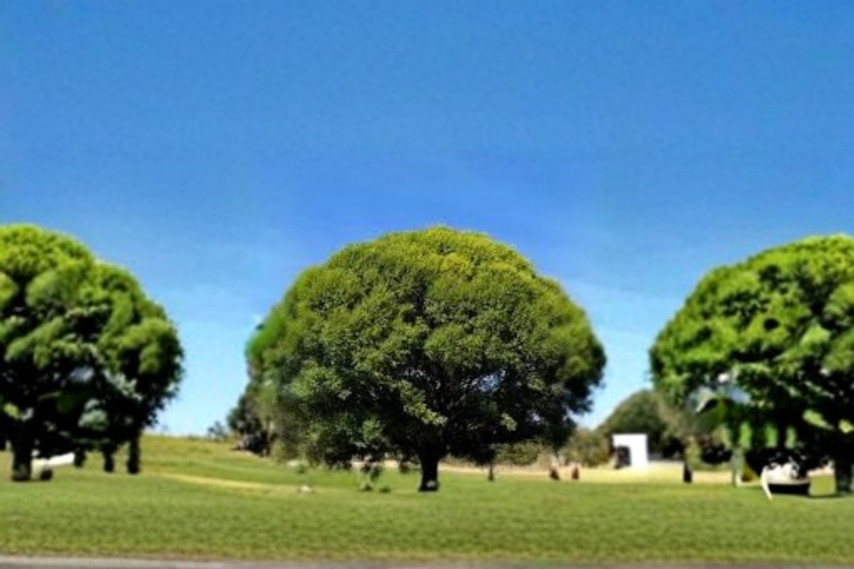 Globe Willow Tree (Salix matsudana ‘Tortuosa’) 4–6 ft – Live Deciduous Shade Tree