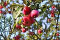 Calloway Fruiting Crabapple Tree - 4-6 Ft Live Plant, Ornamental Fruit Tree for Landscaping