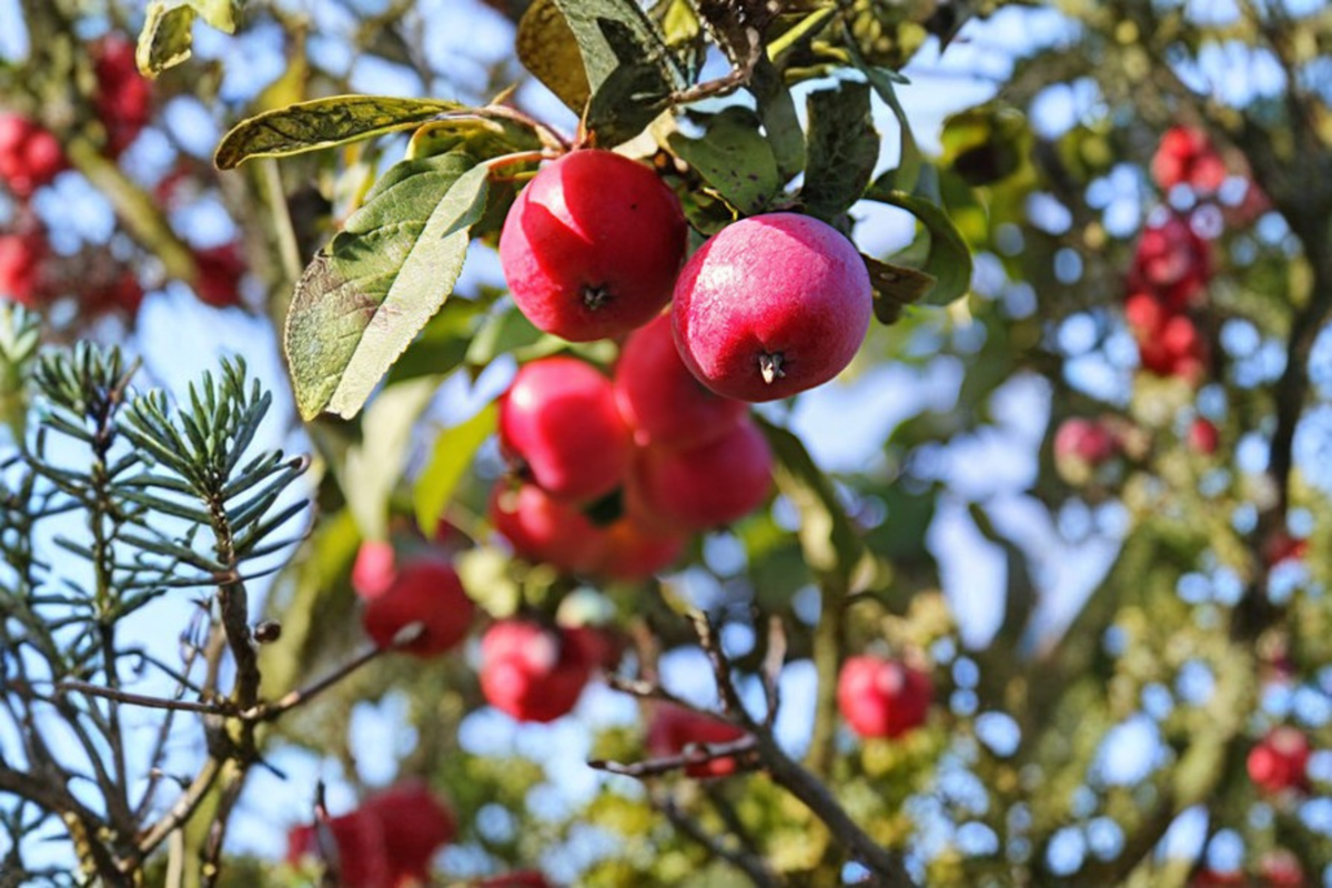 Calloway Fruiting Crabapple Tree - 4-6 Ft Live Plant, Ornamental Fruit Tree for Landscaping