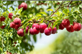 AU Rosa Plum Tree - 4-6 Ft Live Plant, Prunus salicina Hybrid, Red Sweet Plums, Full Sun