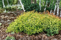 Kaleidoscope Abelia 3 Gal Live Plant – Evergreen Hedge Shrub