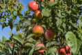 Fuji Apple Tree - 4-6 ft Live Plant in 5 Gal Pot (Malus domestica)